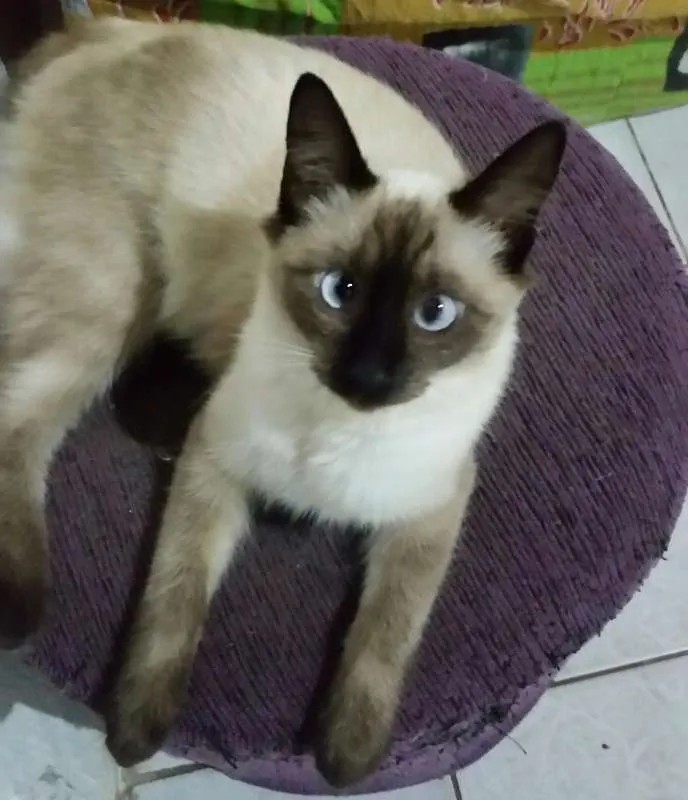 Gato raça mestiça idade 2 a 6 meses nome Abigail