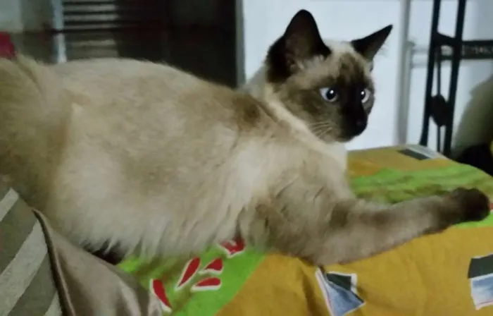 Gato raça mestiça idade 2 a 6 meses nome Abigail