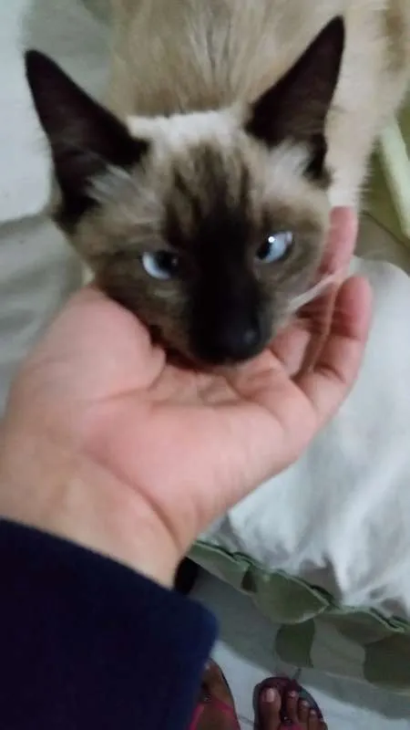 Gato raça mestiça idade 2 a 6 meses nome Abigail