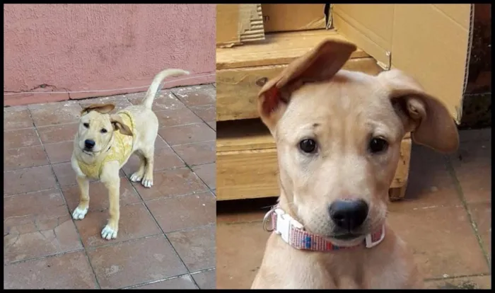 Cachorro ra a labrador idade 2 a 6 meses nome Dara