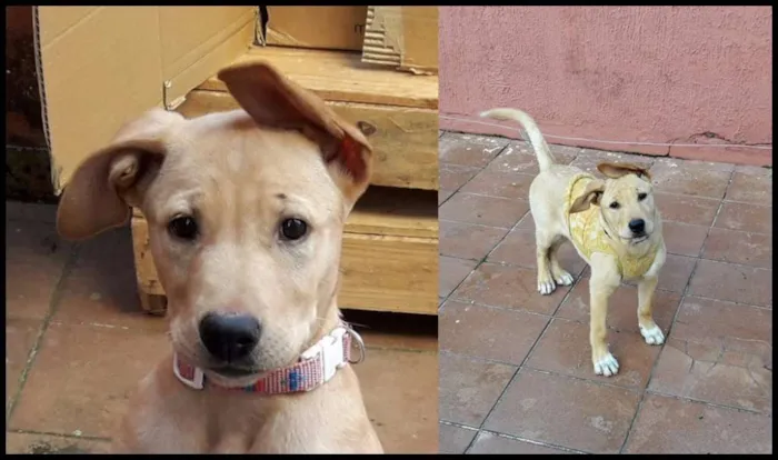 Cachorro ra a Labrador idade 2 a 6 meses nome Dara