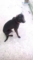 Chokito, Nina e Neguinho