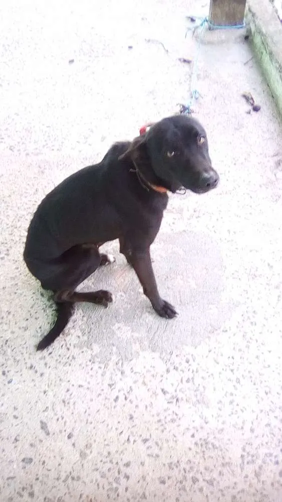 Cachorro ra a Vira lata idade 4 anos nome Chokito, Nina e Neguinho