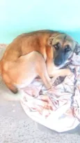 Chokito, Nina e Neguinho