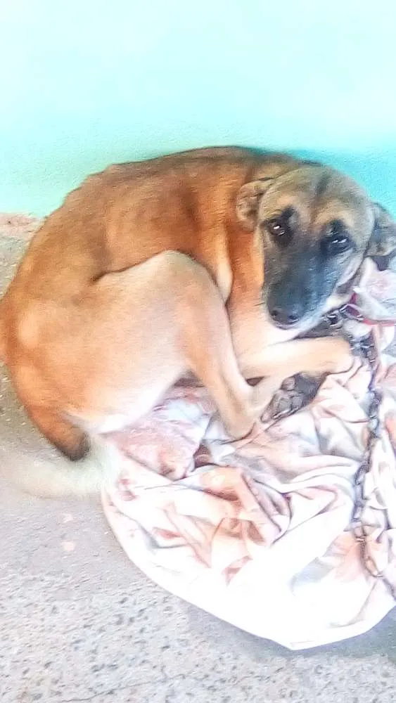 Cachorro ra a Vira lata idade 4 anos nome Chokito, Nina e Neguinho