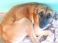 Chokito, Nina e Neguinho