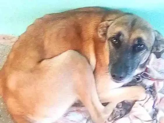 Cachorro ra a Vira lata idade 4 anos nome Chokito, Nina e Neguinho