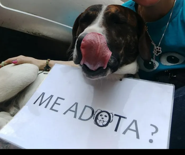 Cachorro ra a Sem raça definida idade 1 ano nome Flocos