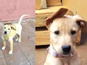 Cachorro raça Labrador idade 2 a 6 meses nome Dara