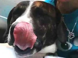 Cachorro raça Sem raça definida idade 1 ano nome Flocos