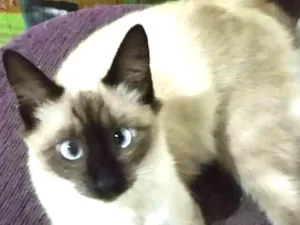 Gato raça mestiça idade 2 a 6 meses nome Abigail
