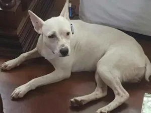 Cachorro raça Vira lata idade 1 ano nome Branquinha
