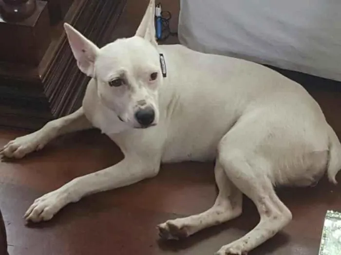 Cachorro ra a Vira lata idade 1 ano nome Branquinha