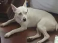Branquinha