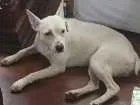 Cachorro raça Vira lata idade 1 ano nome Branquinha