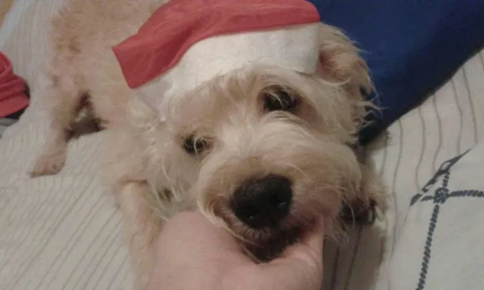 Cachorro ra a sem raça idade 6 ou mais anos nome DUDU