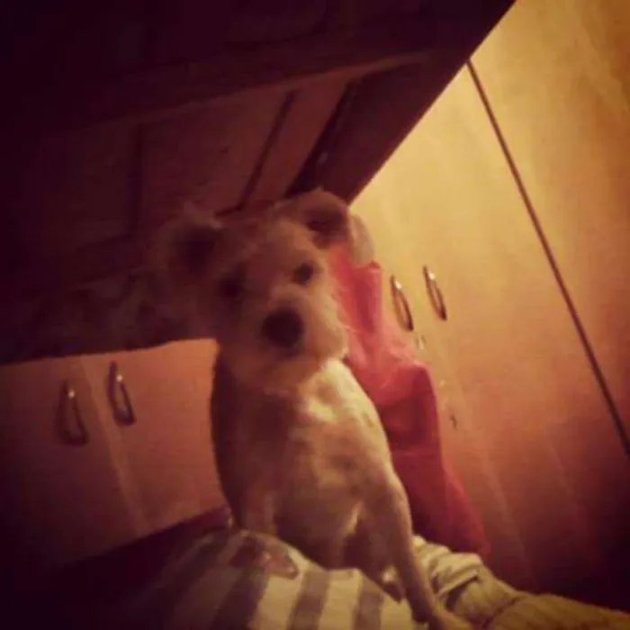 Cachorro ra a sem raça idade 6 ou mais anos nome DUDU