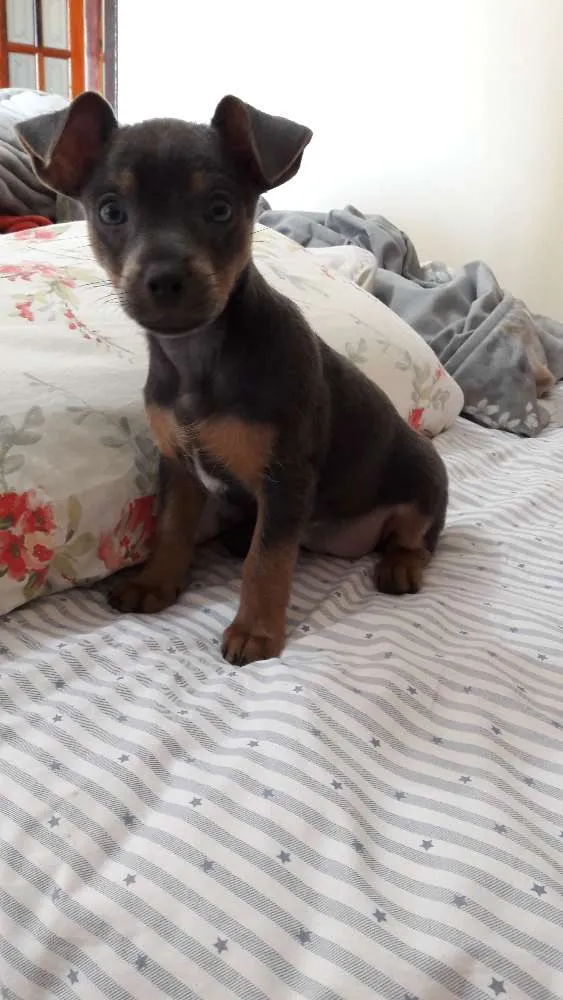 Cachorro ra a Srd idade 2 a 6 meses nome Sem nome