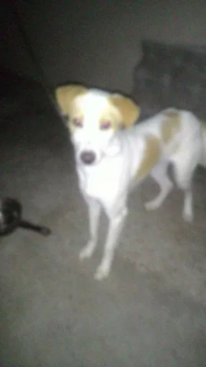 Cachorro raça VirA lata com pastor idade 7 a 11 meses nome Alvim