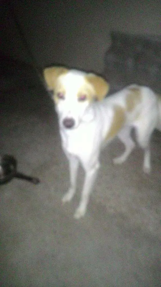 Cachorro ra a VirA lata com pastor idade 7 a 11 meses nome Alvim