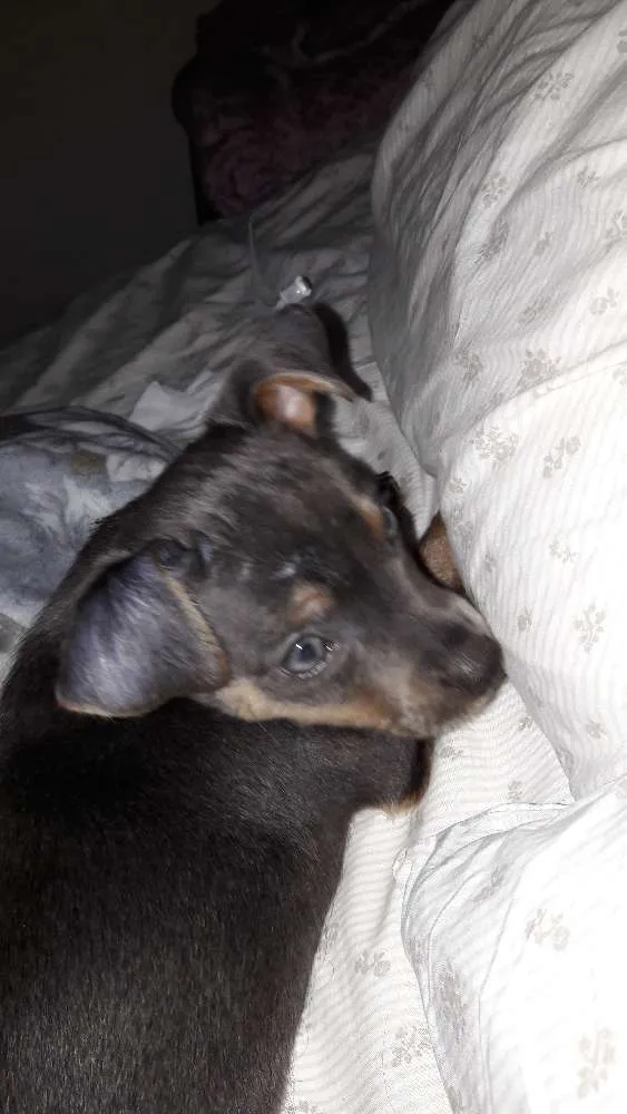 Cachorro ra a Srd idade 2 a 6 meses nome Sem nome