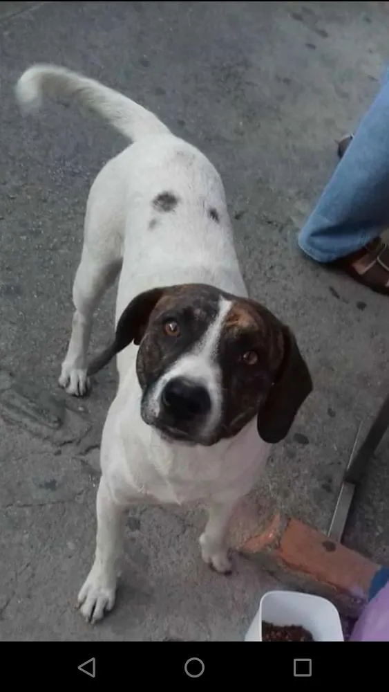 Cachorro ra a Sem raça definida idade 1 ano nome Flocos