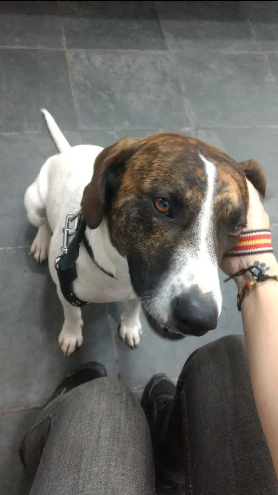 Cachorro ra a Sem raça definida idade 1 ano nome Flocos
