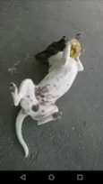 Flocos