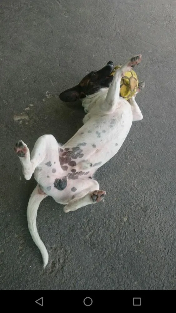 Cachorro ra a Sem raça definida idade 1 ano nome Flocos