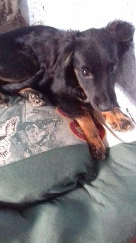 Cachorro raça Vira lata idade 2 a 6 meses nome Nego