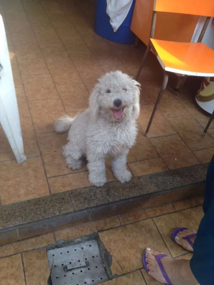 Cachorro ra a Poodle idade 7 a 11 meses nome Belinha