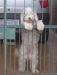Belinha