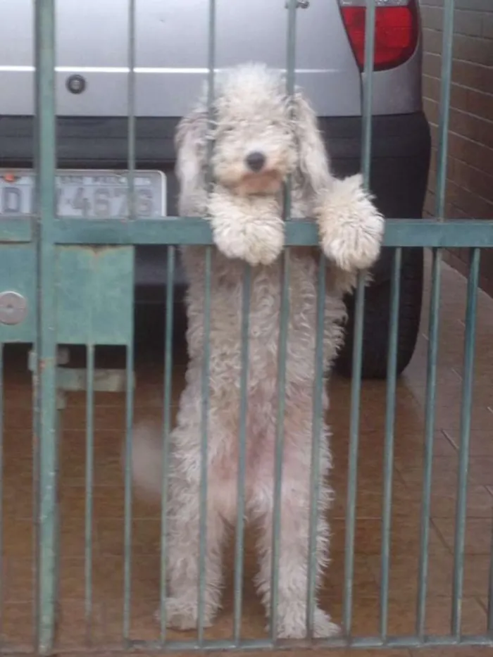 Cachorro ra a Poodle idade 7 a 11 meses nome Belinha