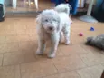 Belinha