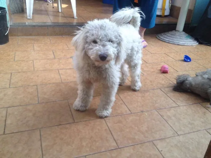 Cachorro ra a Poodle idade 7 a 11 meses nome Belinha