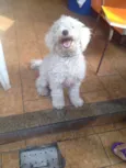 Belinha
