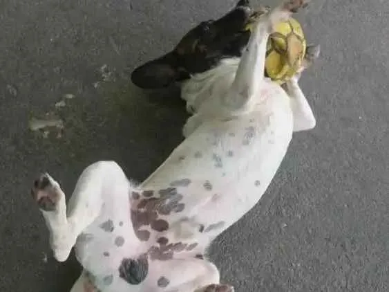 Cachorro ra a Sem raça definida idade 1 ano nome Flocos