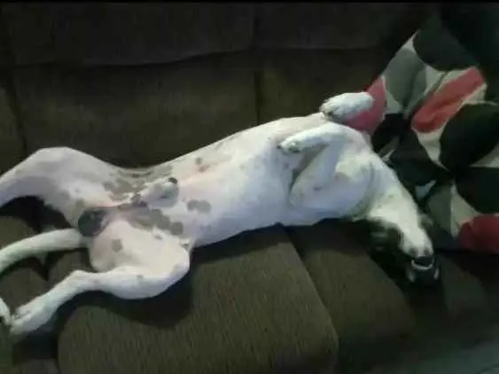 Cachorro ra a Sem raça definida idade 1 ano nome Flocos