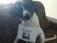 Flocos