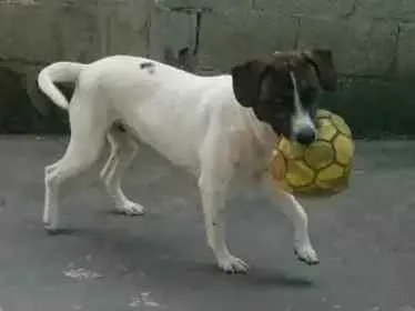 Cachorro ra a Sem raça definida idade 1 ano nome Flocos