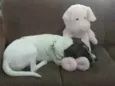 Flocos
