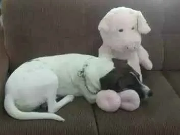 Cachorro ra a Sem raça definida idade 1 ano nome Flocos