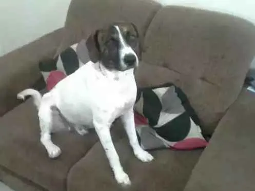 Cachorro ra a Sem raça definida idade 1 ano nome Flocos