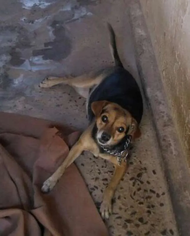 Cachorro ra a vira lata idade 4 anos nome Penny