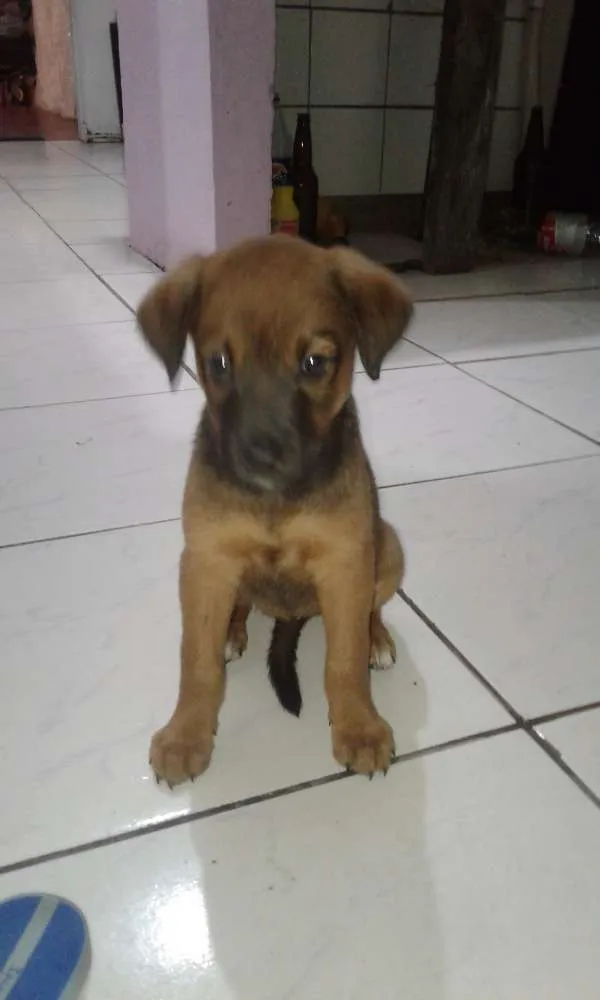Cachorro raça Pastor Alemão idade 2 a 6 meses nome Lessi