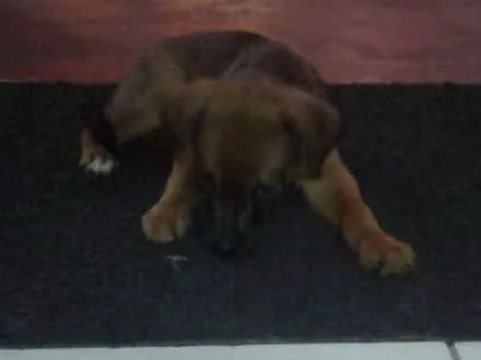 Cachorro raça Pastor Alemão idade 2 a 6 meses nome Lessi