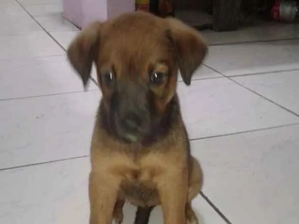 Cachorro raça Pastor Alemão idade 2 a 6 meses nome Lessi