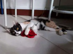 Gato raça SRD idade 2 a 6 meses nome Sem nome