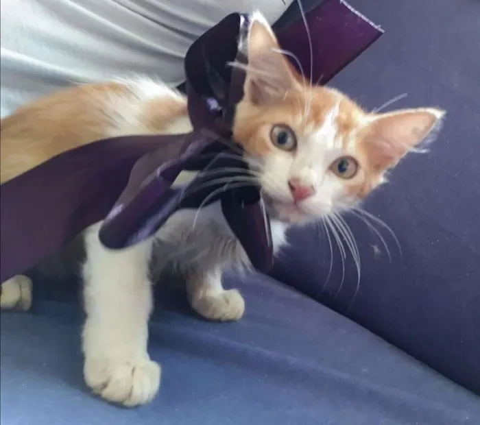 Gato raça SRD idade Abaixo de 2 meses nome Sem nome