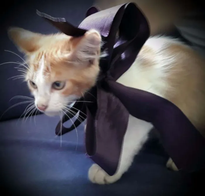 Gato raça SRD idade Abaixo de 2 meses nome Sem nome